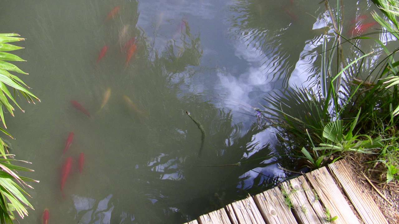 10-Gold fishes in the cold spring pond